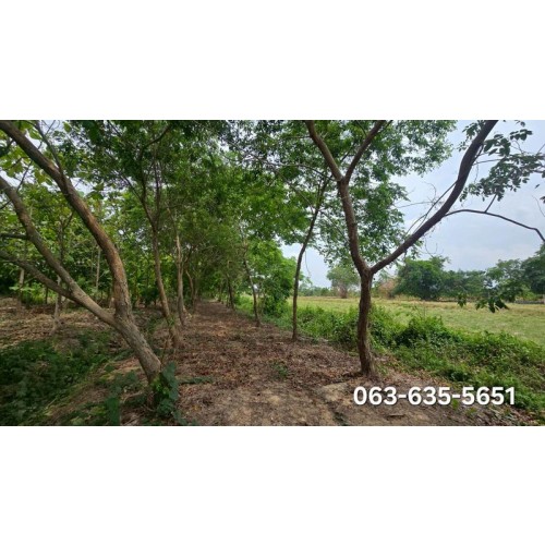 526535pic2