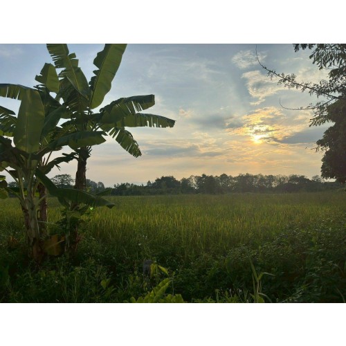 323327pic1