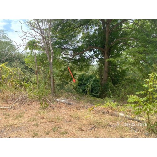 290270pic2